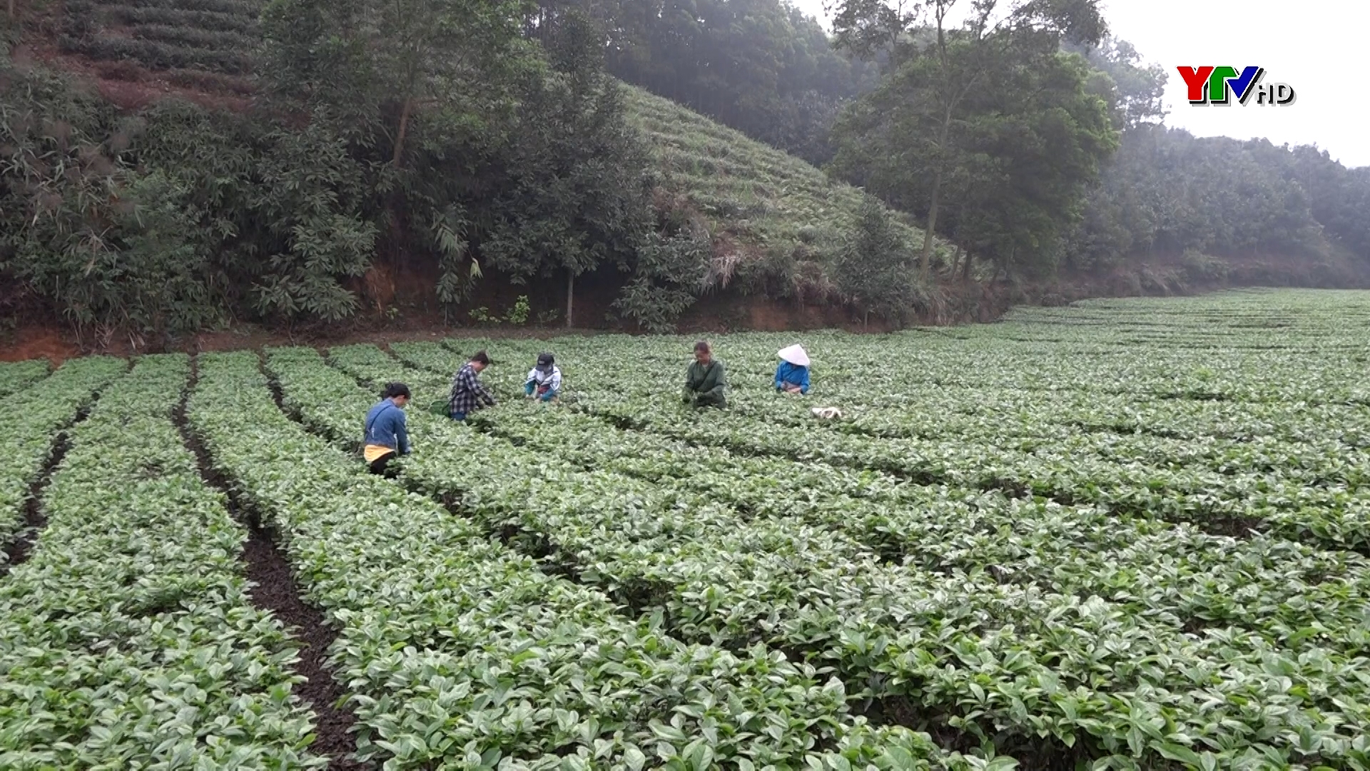 Trấn Yên phấn đấu xây dựng vùng chè chất lượng cao đạt trên 500 ha