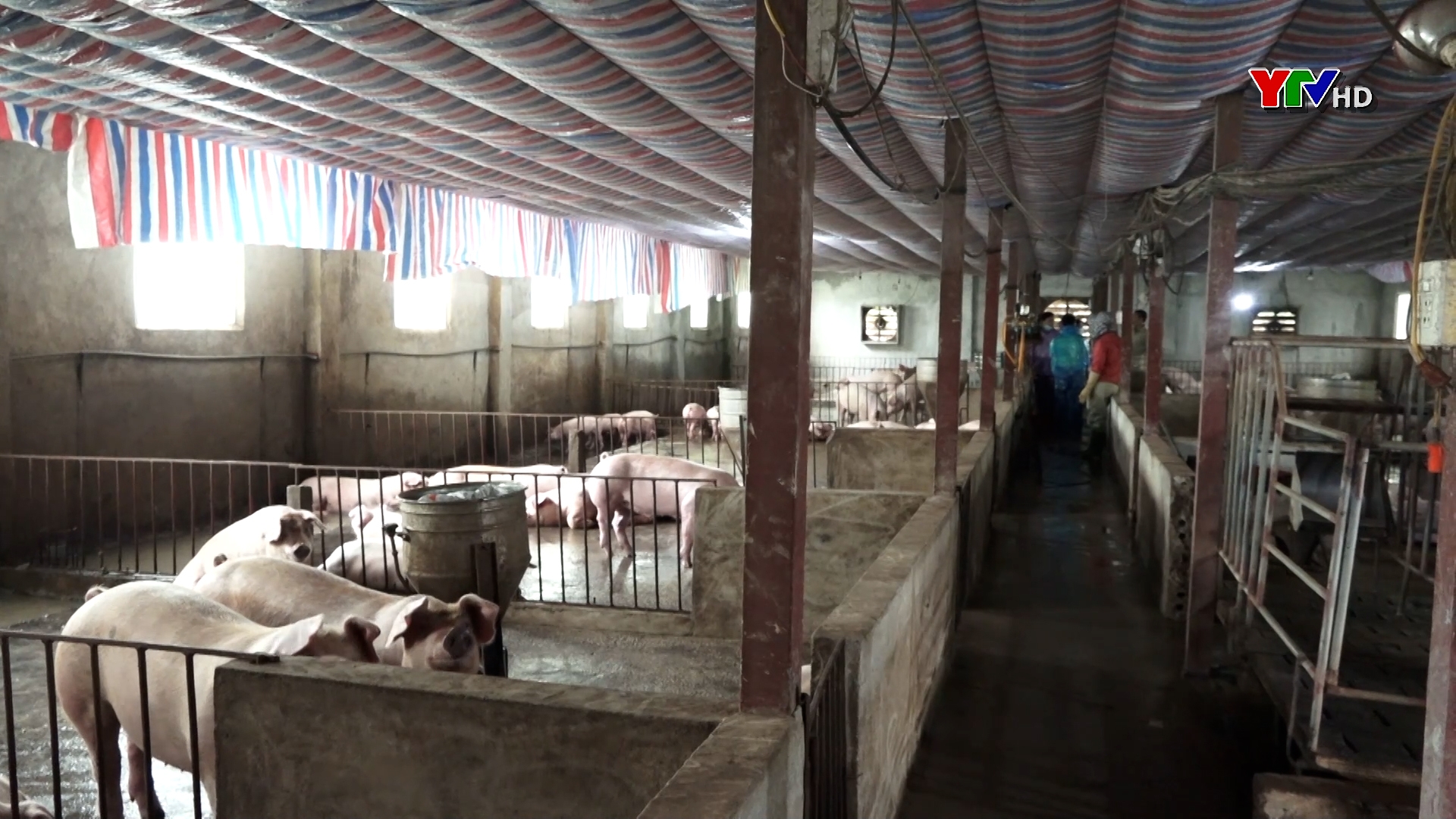 Nghị quyết 69 thúc đẩy chăn nuôi hàng hóa ở Lục Yên