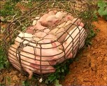 Lục Yên tiêu hủy 39 con lợn giống