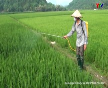 Huyện Lục Yên tập trung chăm sóc lúa đông xuân