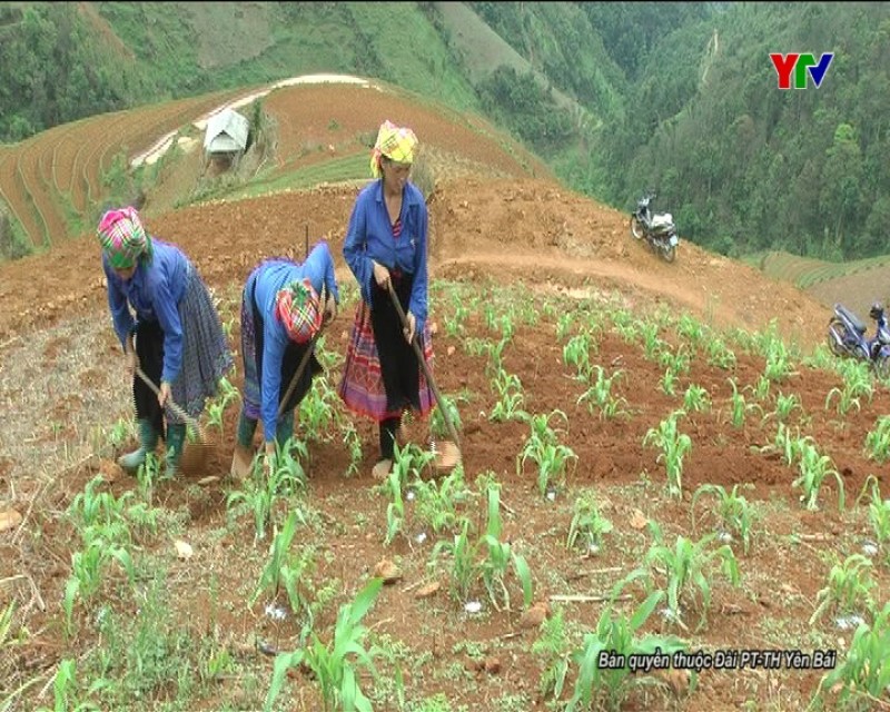 Huyện Mù Cang Chải tập trung chăm sóc 4.200 ha ngô xuân hè