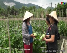 Trồng dưa lê- hướng đi mới trong phát triển kinh tế của hội viên phụ nữ huyện Lục Yên