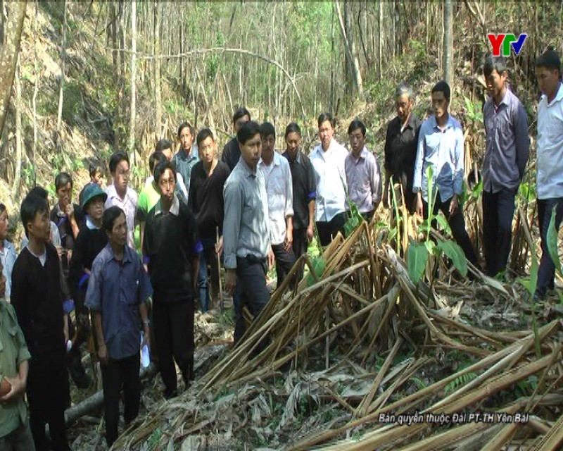 Huyện Mù Cang Chải tập trung chăm sóc cây thảo quả