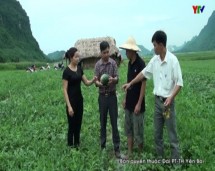 Xã Minh Tiến huyện Lục Yên thoát nghèo nhờ trồng dưa