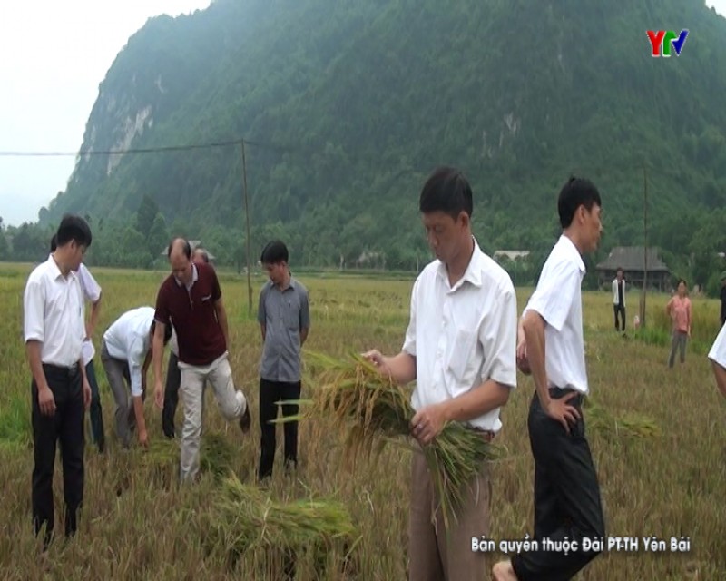 Trạm khuyến nông huyện Lục Yên tổ chức 124 lớp tập huấn KHKT
