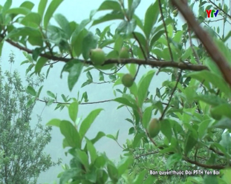 Huyện Mù Cang Chải phấn đấu đến năm 2020 có 6.000 ha cây sơn tra