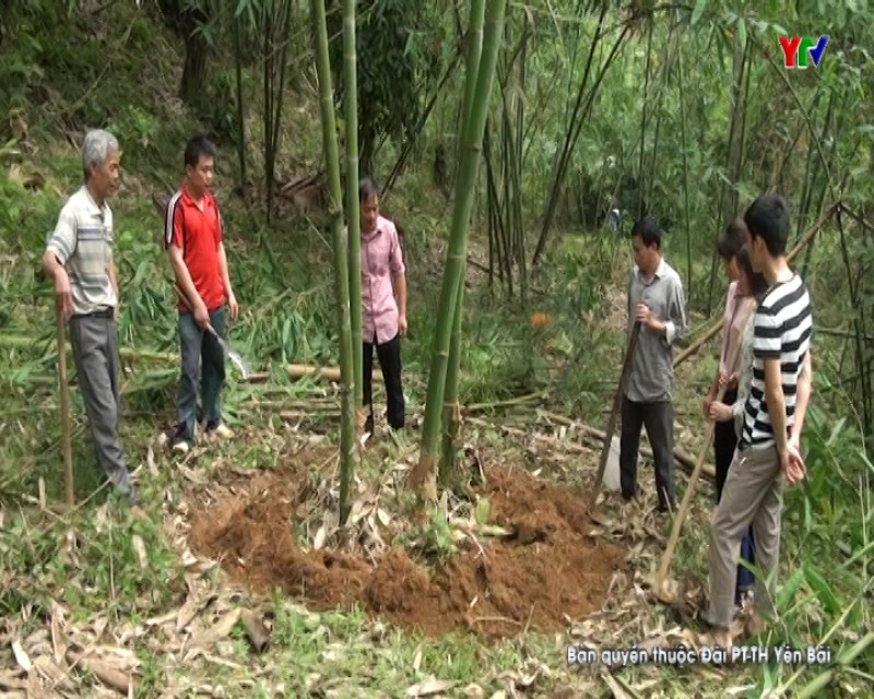 100 ha tre măng Bát độ của huyện Lục Yên cần được cải tạo