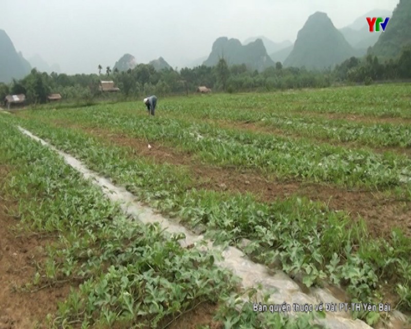 Dưa hấu mang lại thu nhập cao cho nông dân xã Minh Tiến huyện Lục Yên
