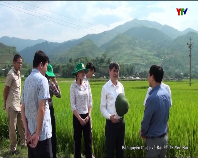 Văn Chấn kiểm tra tiến độ thực hiện Đề án quy hoạch vùng trồng lúa nếp Tan đặc sản ở Tú Lệ