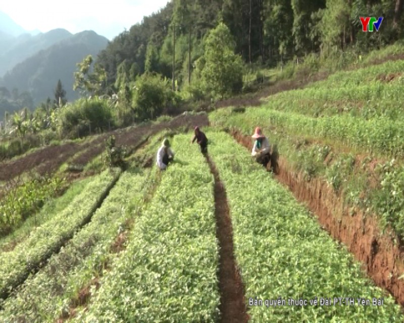 Trạm Tấu: Chuẩn bị 400.000 cây Sơn Tra giống trồng vụ cuối năm