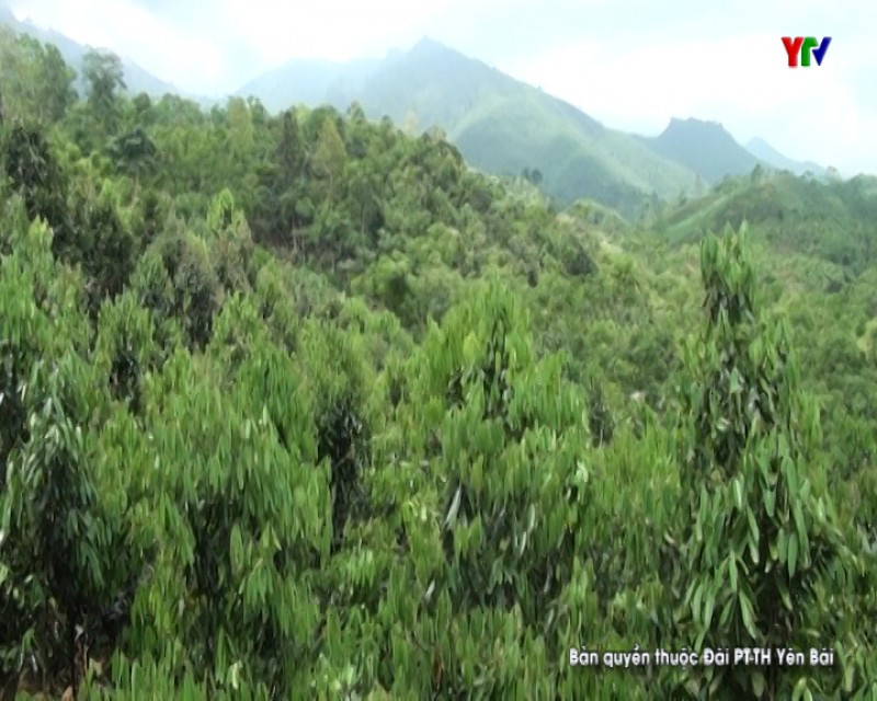 Huyện Lục Yên phấn đấu trồng mới 600 ha quế