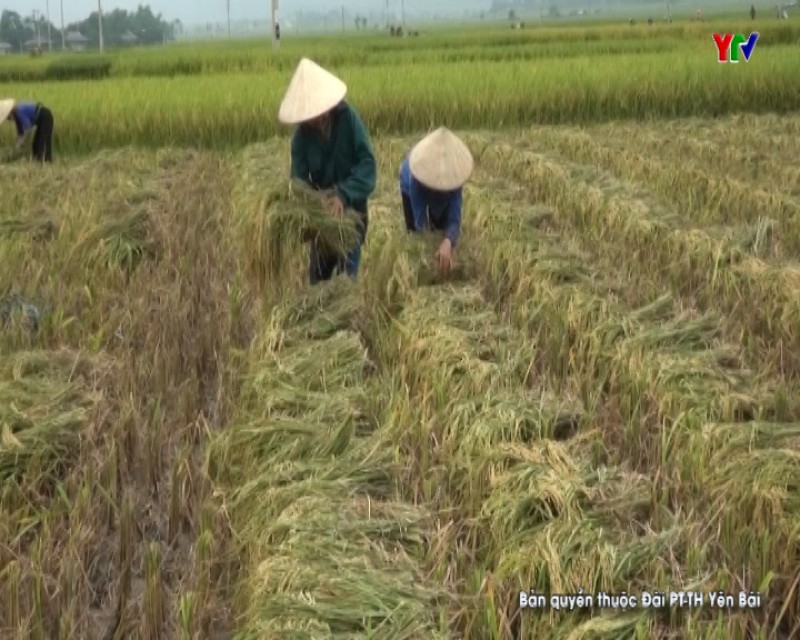 Nông dân thị xã Nghĩa Lộ tập trung thu hoạch lúa đông xuân