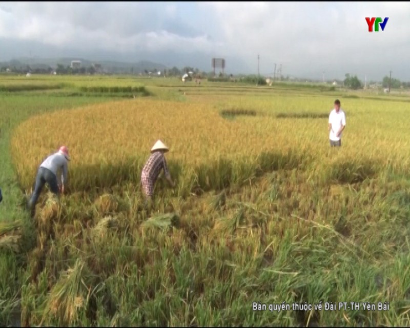 Năng suất lúa đông xuân của huyện Văn Chấn đạt gần 59 tạ/ ha