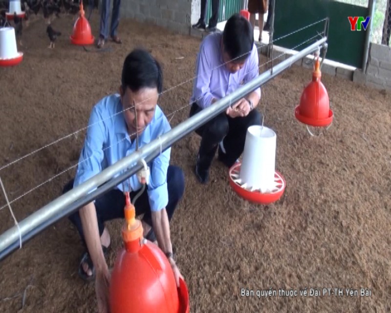 Đoàn công tác của Bộ NN&PTNT kiểm tra tình hình phát triển chăn nuôi tại Yên Bái