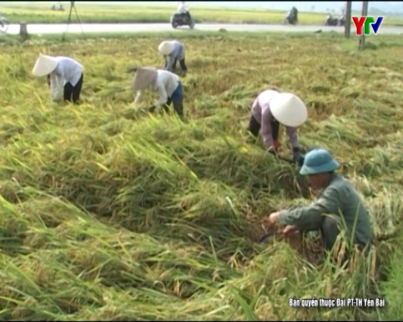 Trên 200 hộ tham gia dự án sản xuất gạo Mường Lò
