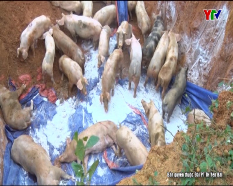 Tiêu hủy lợn nhiễm dịch tả lợn châu Phi tại thị trấn Nông trường Trần Phú, huyện Văn Chấn