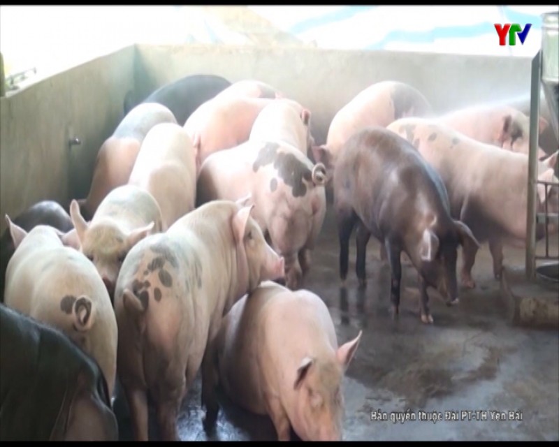 Lục Yên tăng cường các giải pháp ngăn ngừa dịch tả lợn châu Phi xâm nhiễm vào địa bàn