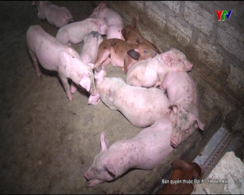 Kiểm soát chất lượng con giống để phòng, chống dịch tả lợn châu Phi
