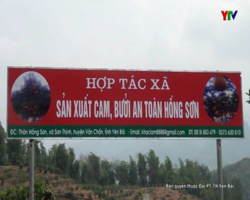 Ra mắt HTX sản xuất cam, bưởi an toàn Hồng Sơn, xã Sơn Thịnh, huyện Văn Chấn