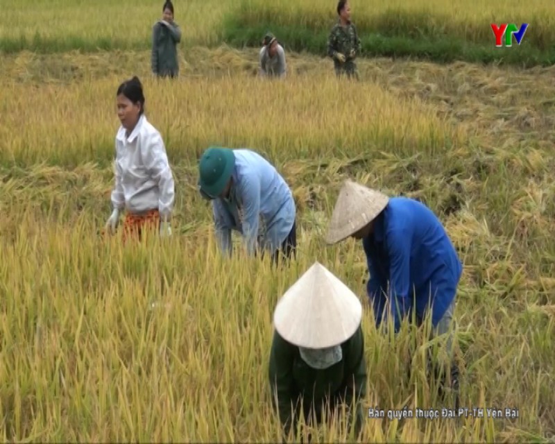 Nông dân Lục Yên tập trung thu hoạch lúa xuân