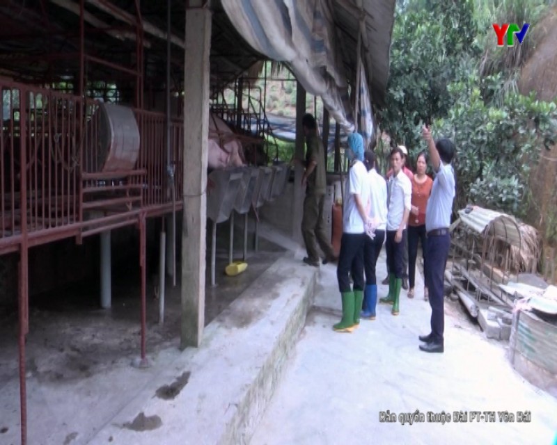Thành phố Yên Bái: dịch tả lợn châu Phi xuất hiện tại 3 xã, phường