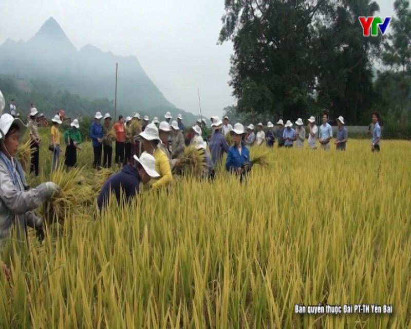 Hội thảo đánh giá mô hình trình diễn giống lúa Lộc Trời 153 tại xã Tân Lập, huyện Lục Yên
