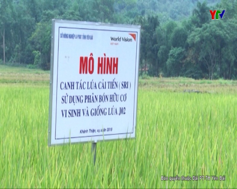 Đánh giá mô hình sản xuất lúa SRI tại xã Khánh Thiện, huyện Lục Yên