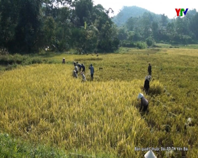 Nông dân huyện Yên Bình tập trung thu hoạch lúa đông xuân