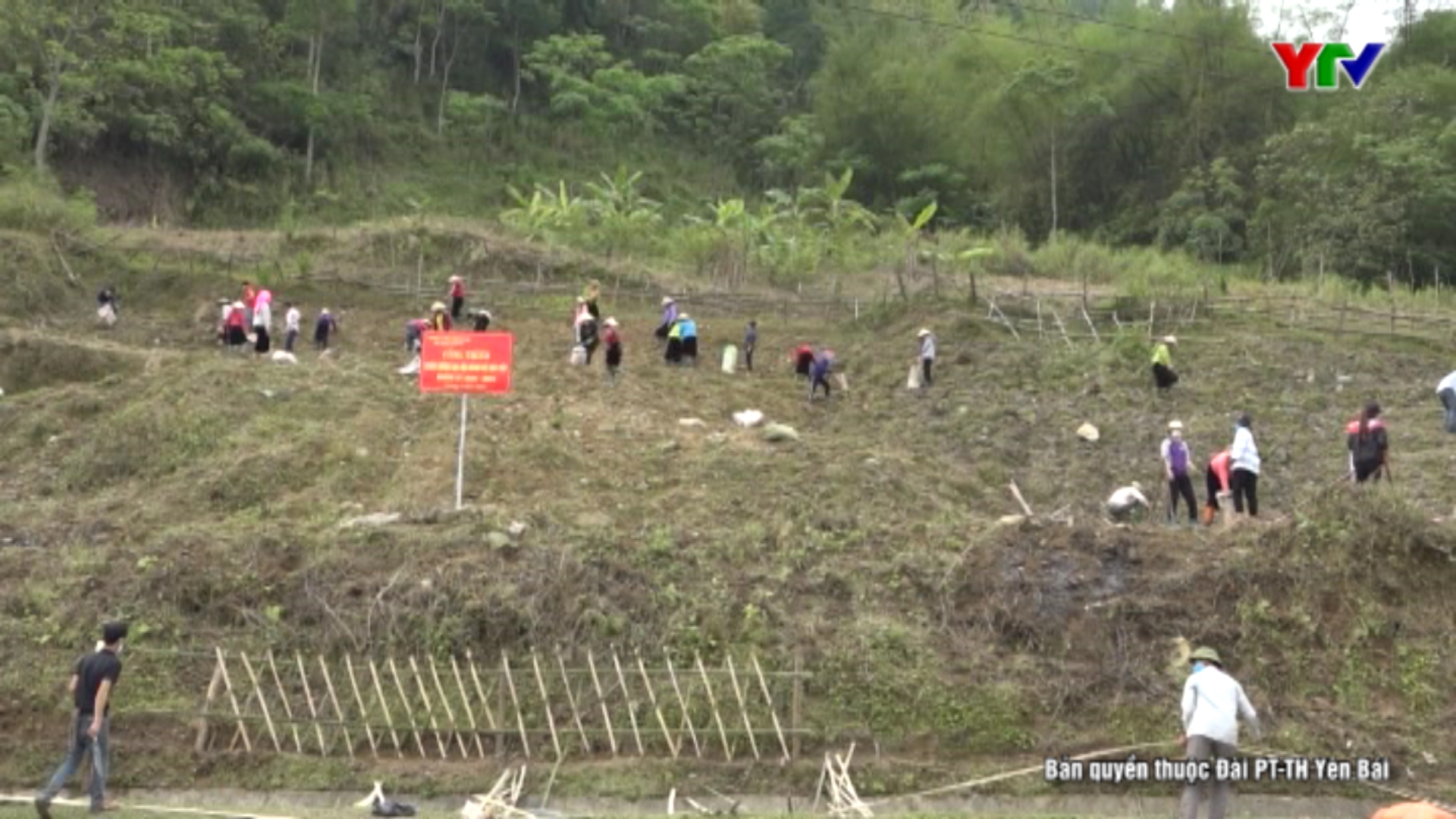 Xã Tú Lệ, huyện Văn Chấn ra quân trồng 3.500m2 cây dong riềng