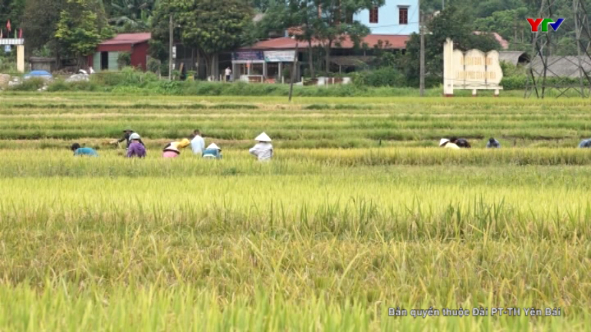 Nông dân huyện Lục Yên khẩn trương thu hoạch lúa đông xuân