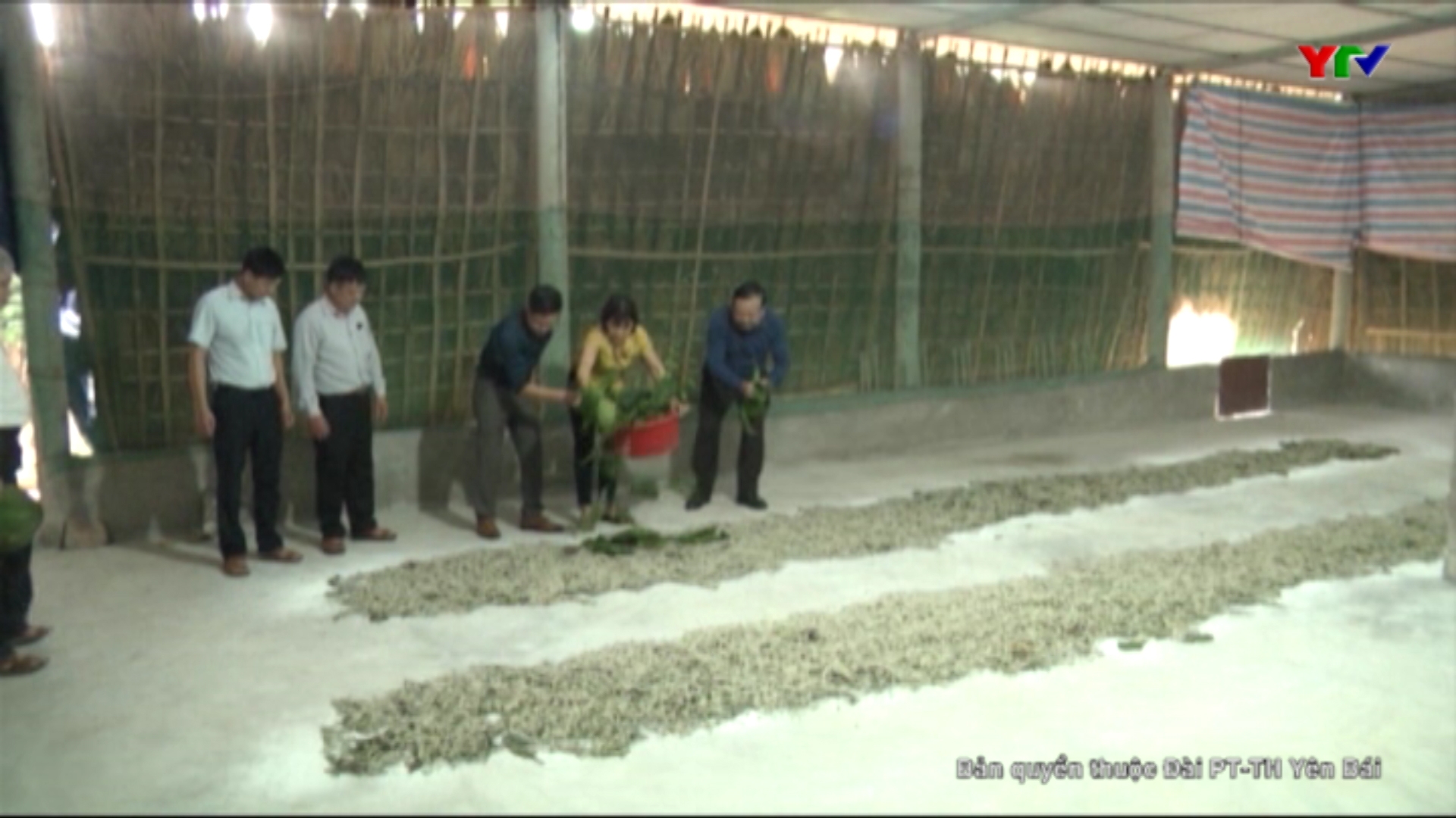 Huyện Văn Yên với Đề án trồng dâu nuôi tằm