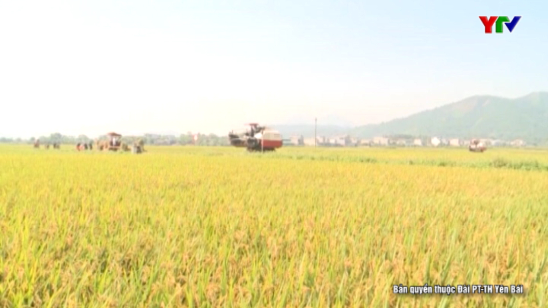 Huyện Văn Yên sơ kết sản xuất nông lâm nghiệp vụ đông xuân năm 2019 - 2020