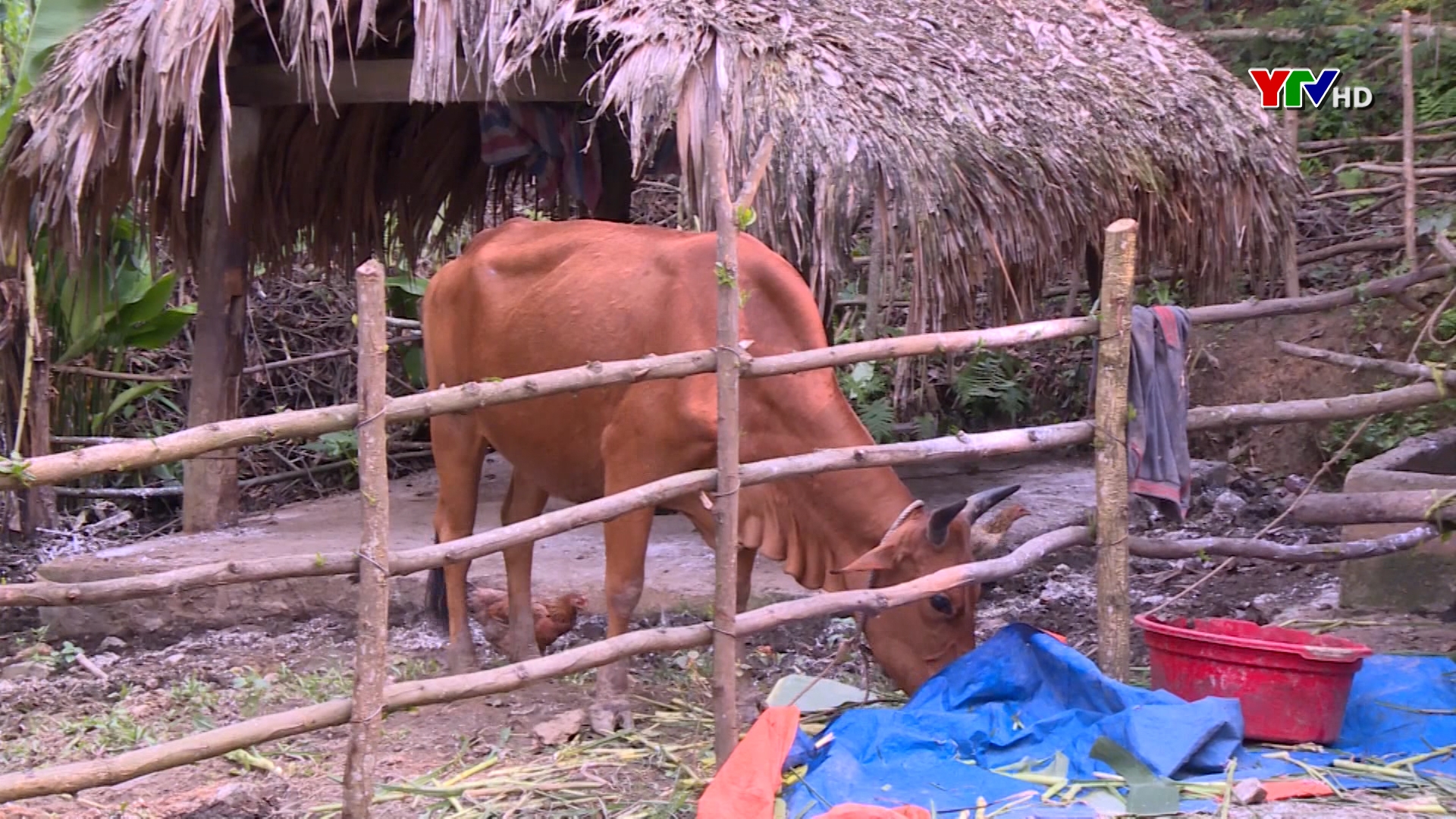 Xã Vĩnh lạc, huyện Lục Yên phát sinh bệnh viêm da nổi cục trên gia súc