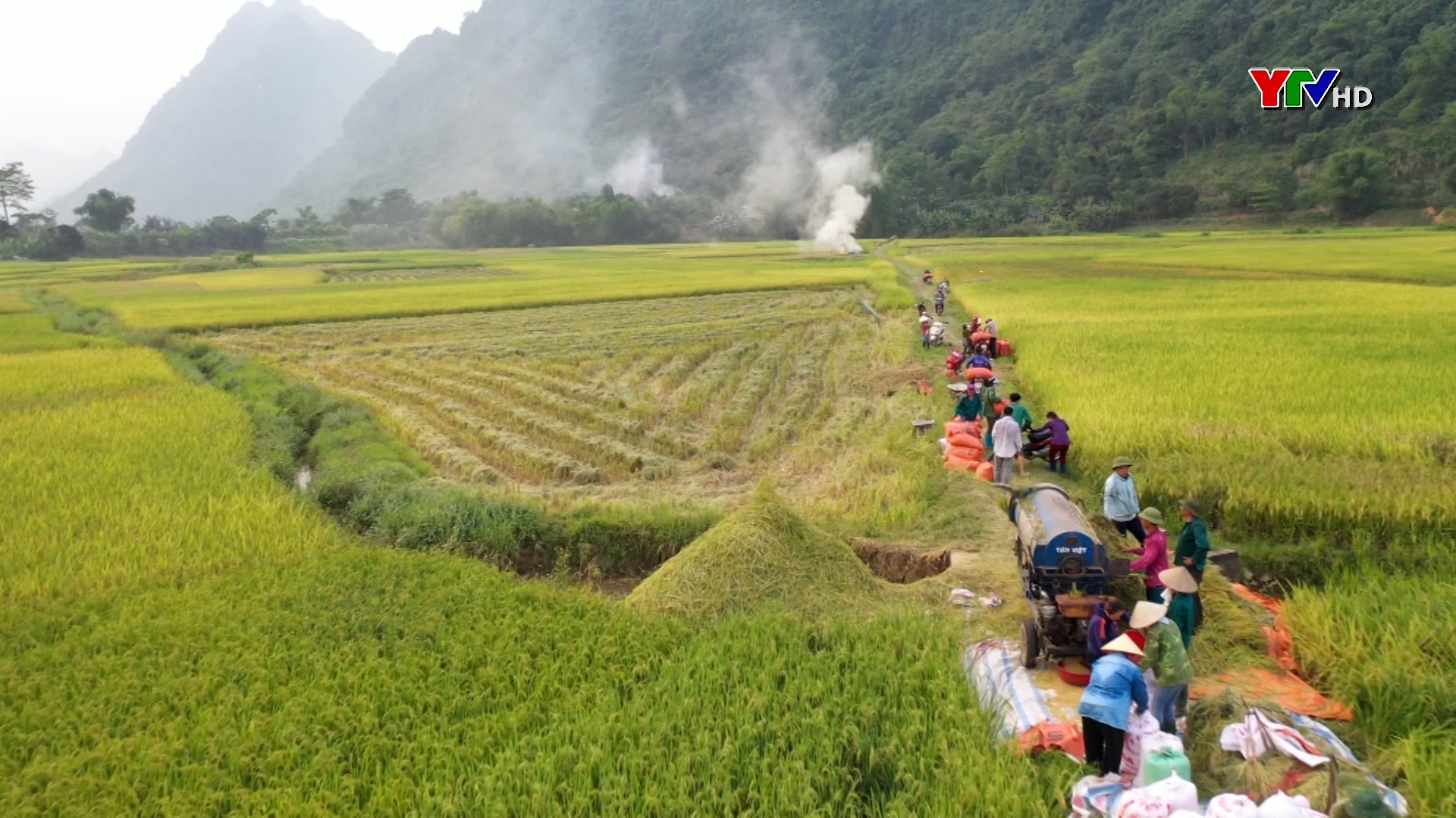 Nông dân Lục Yên khẩn trương thu hoạch lúa xuân