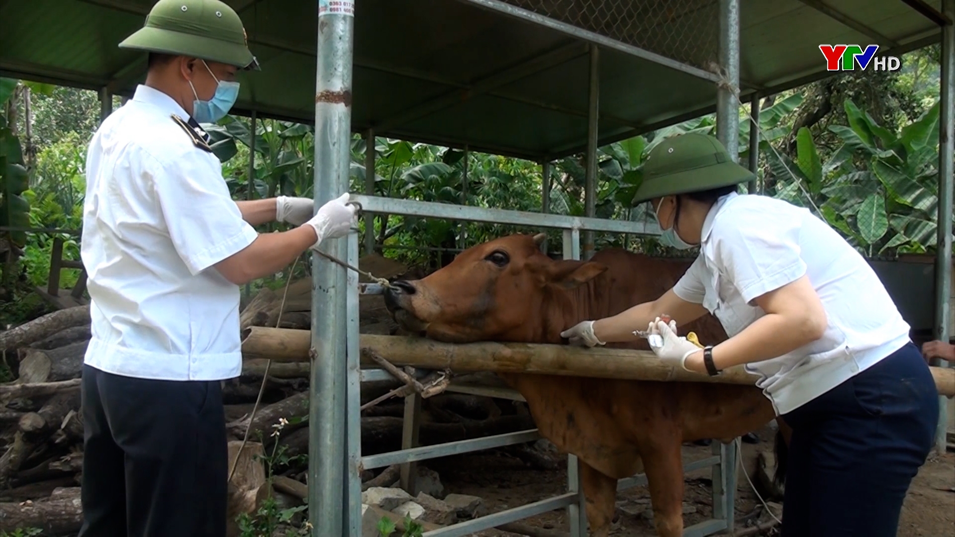 6 xã của huyện Yên Bình xuất hiện dịch bệnh viêm da nổi cục trên đàn trâu bò