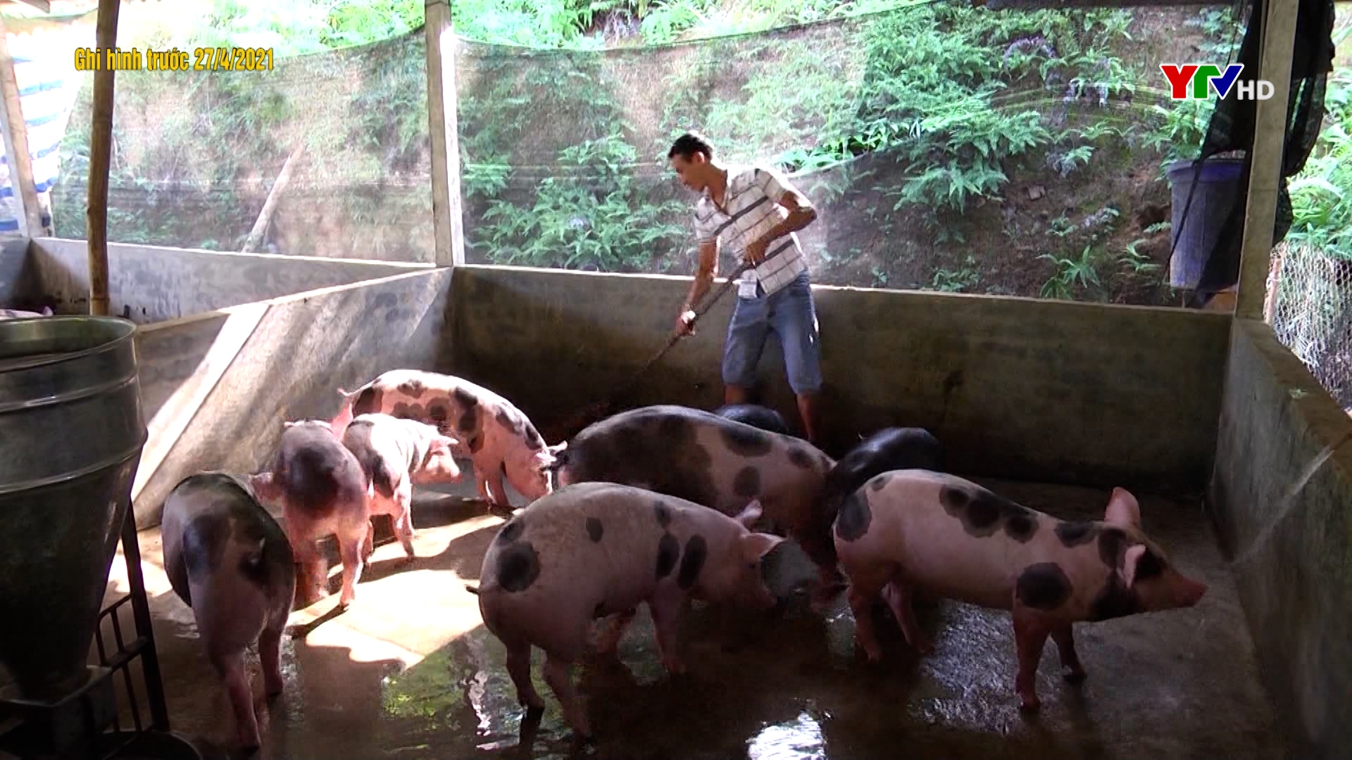 Đàn gia súc của huyện Trấn Yên tăng hơn 17 nghìn con