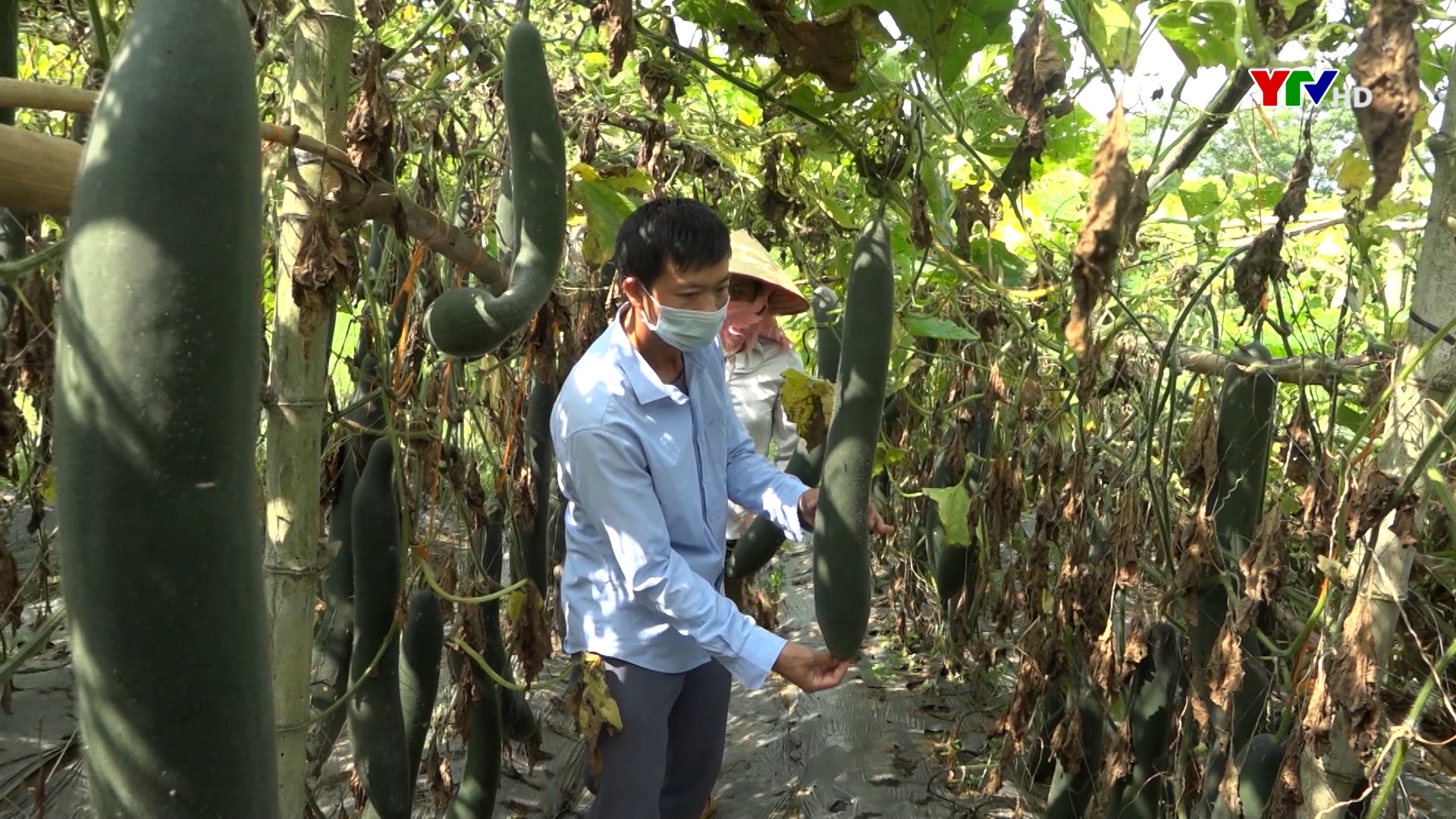 Hướng đi mới từ mô hình trồng bí lấy hạt ở xã Sơn Lương, huyện Văn Chấn