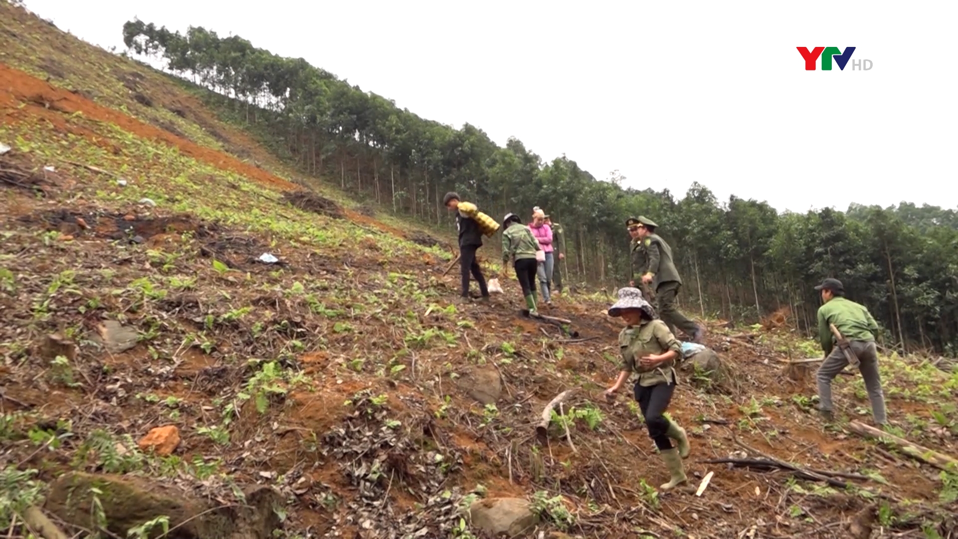 Huyện Văn Yên trồng mới 2.265 ha rừng tập trung