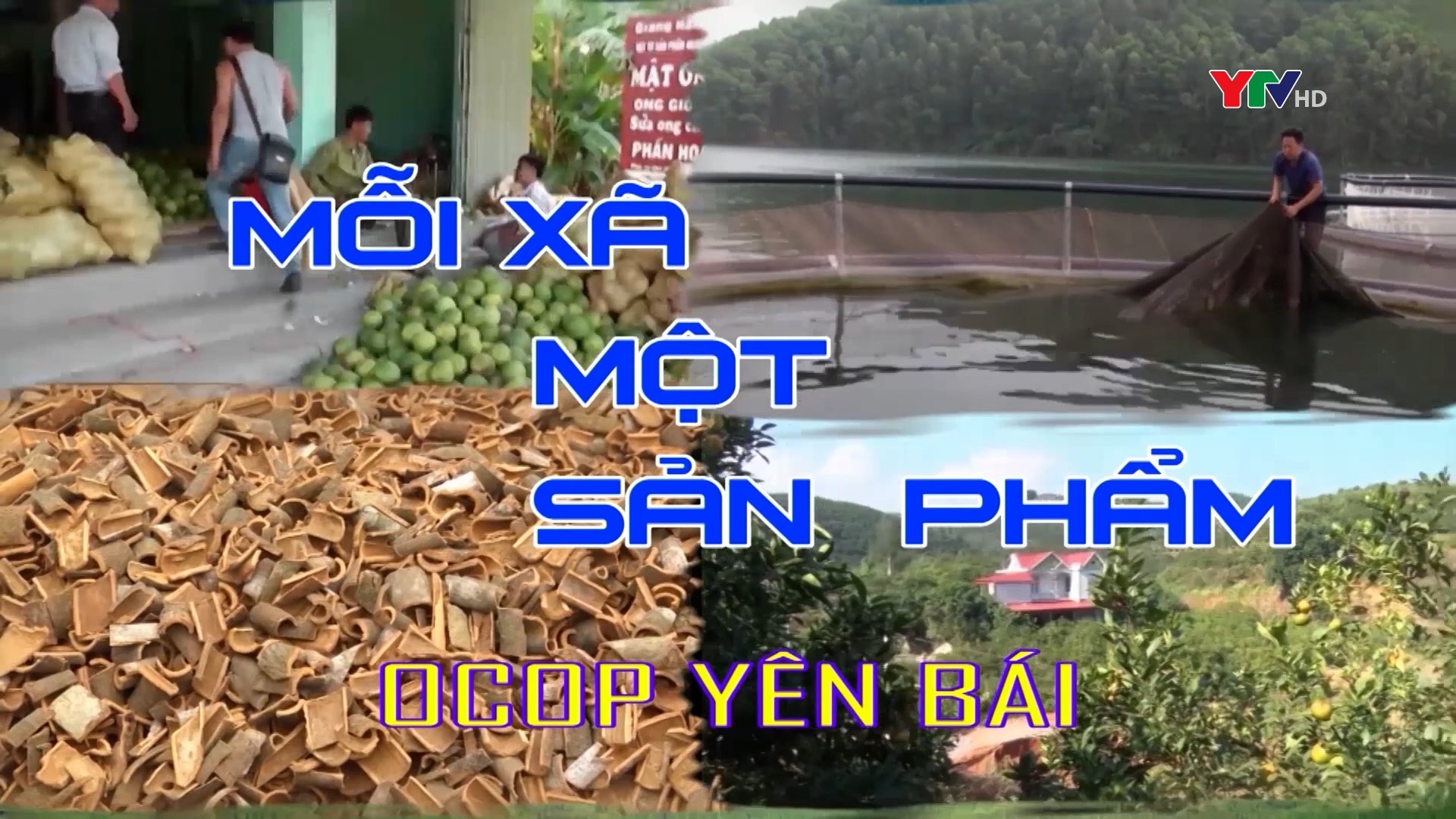 Xã Báo Đáp, huyện Trấn Yên phát triển nghề trồng dâu
