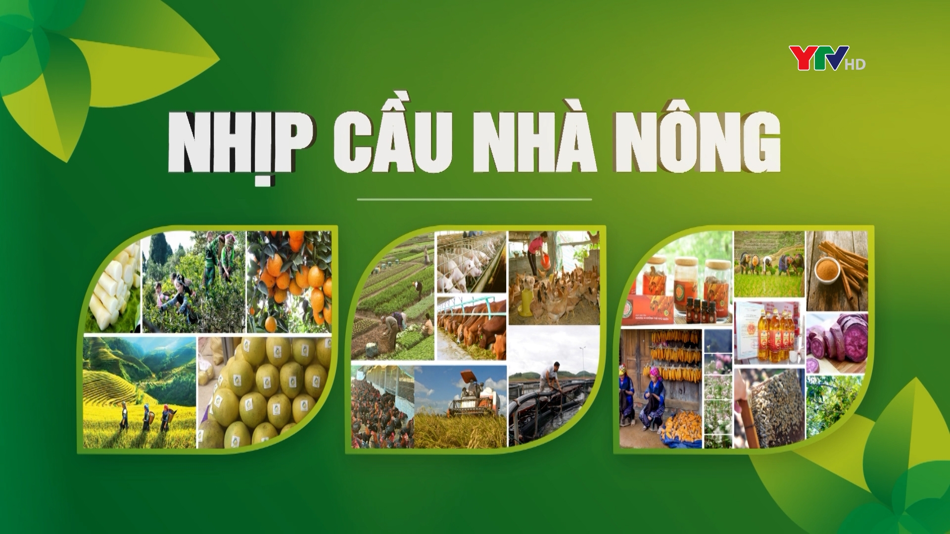 Nông dân xã Minh Bảo - TP Yên Bái phát triển kinh tế từ nghề trồng nấm