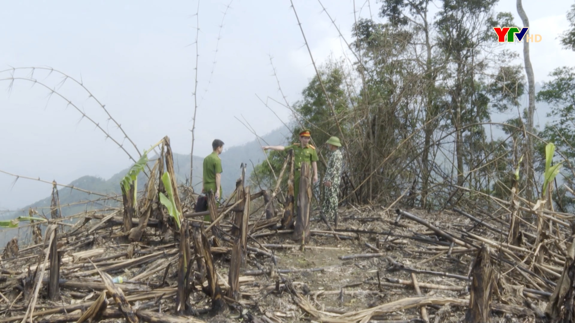 Yên Bái kiên quyết xử lý nghiêm các trường hợp hủy hoại rừng