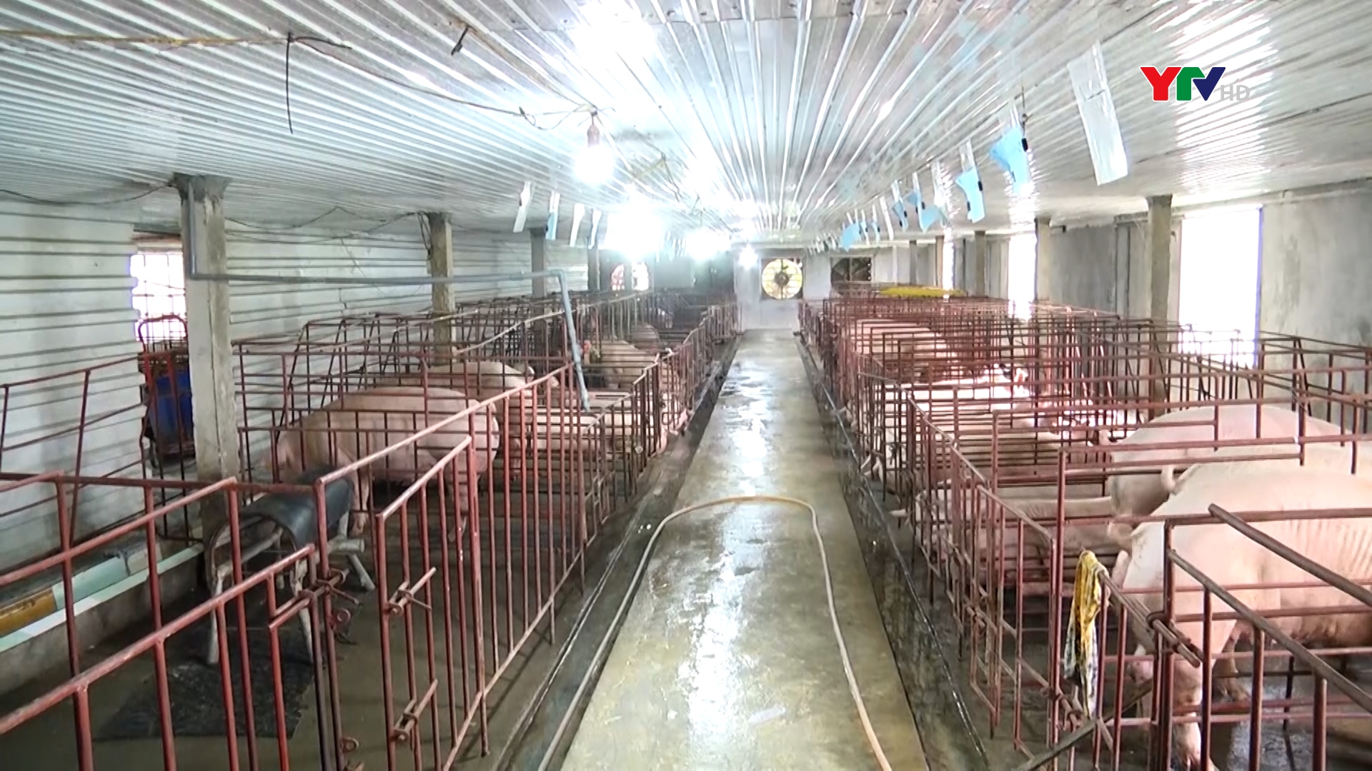 5 tháng: Sản lượng thịt hơi xuất chuồng của tỉnh Yên Bái đạt 25.850 tấn