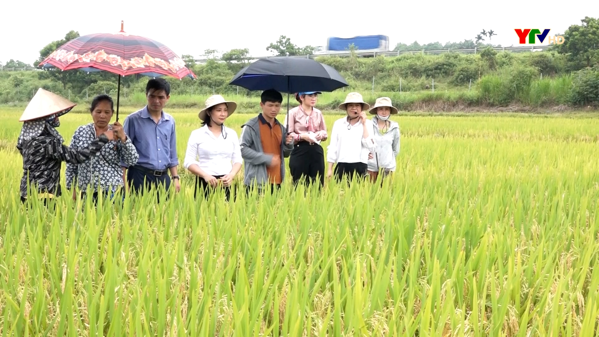 Trấn Yên tổ chức Hội nghị đầu bờ đánh giá 3 giống lúa mới
