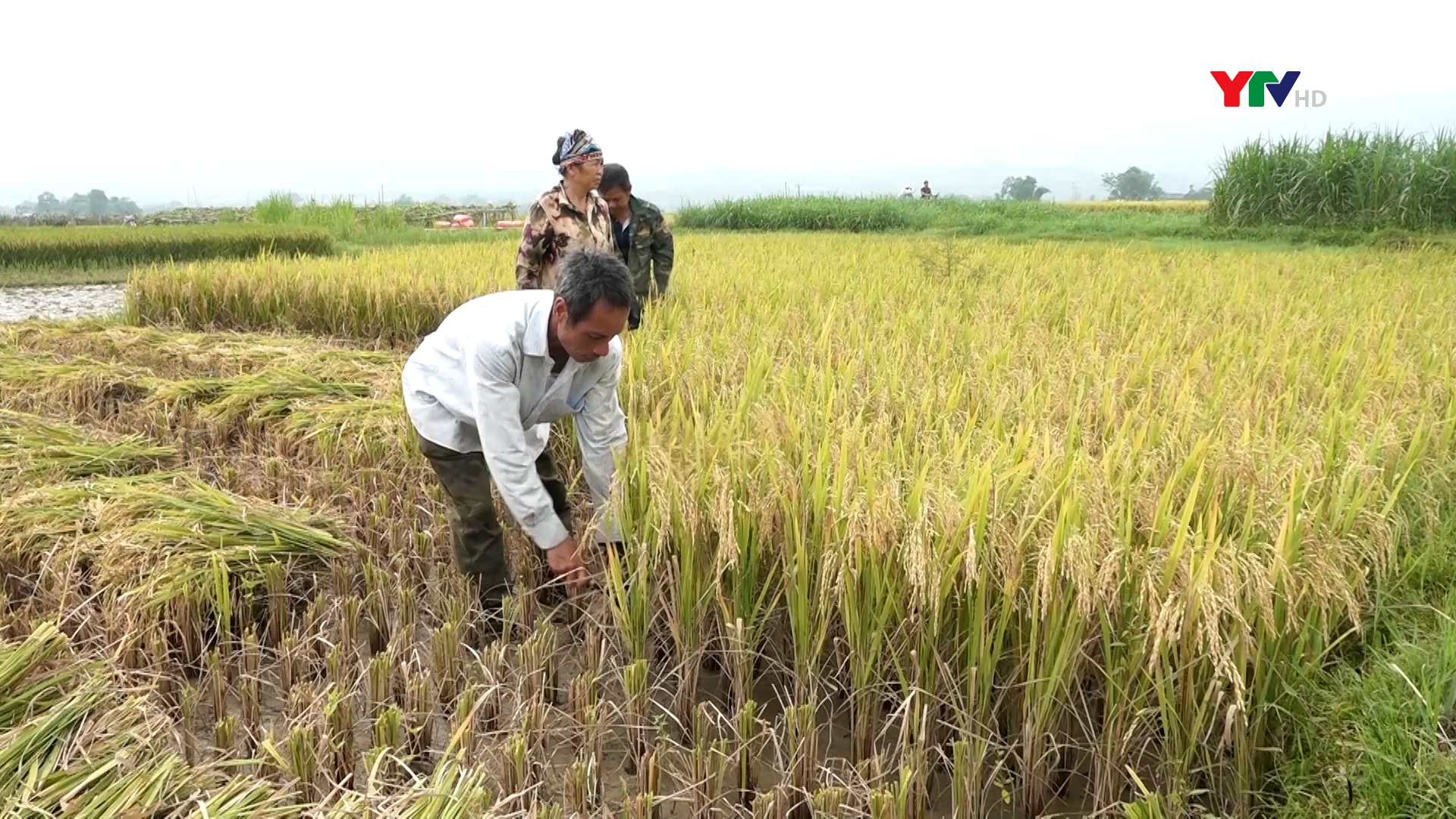 Hiệu quả Đề án phát triển gạo Séng cù ở thị xã Nghĩa Lộ