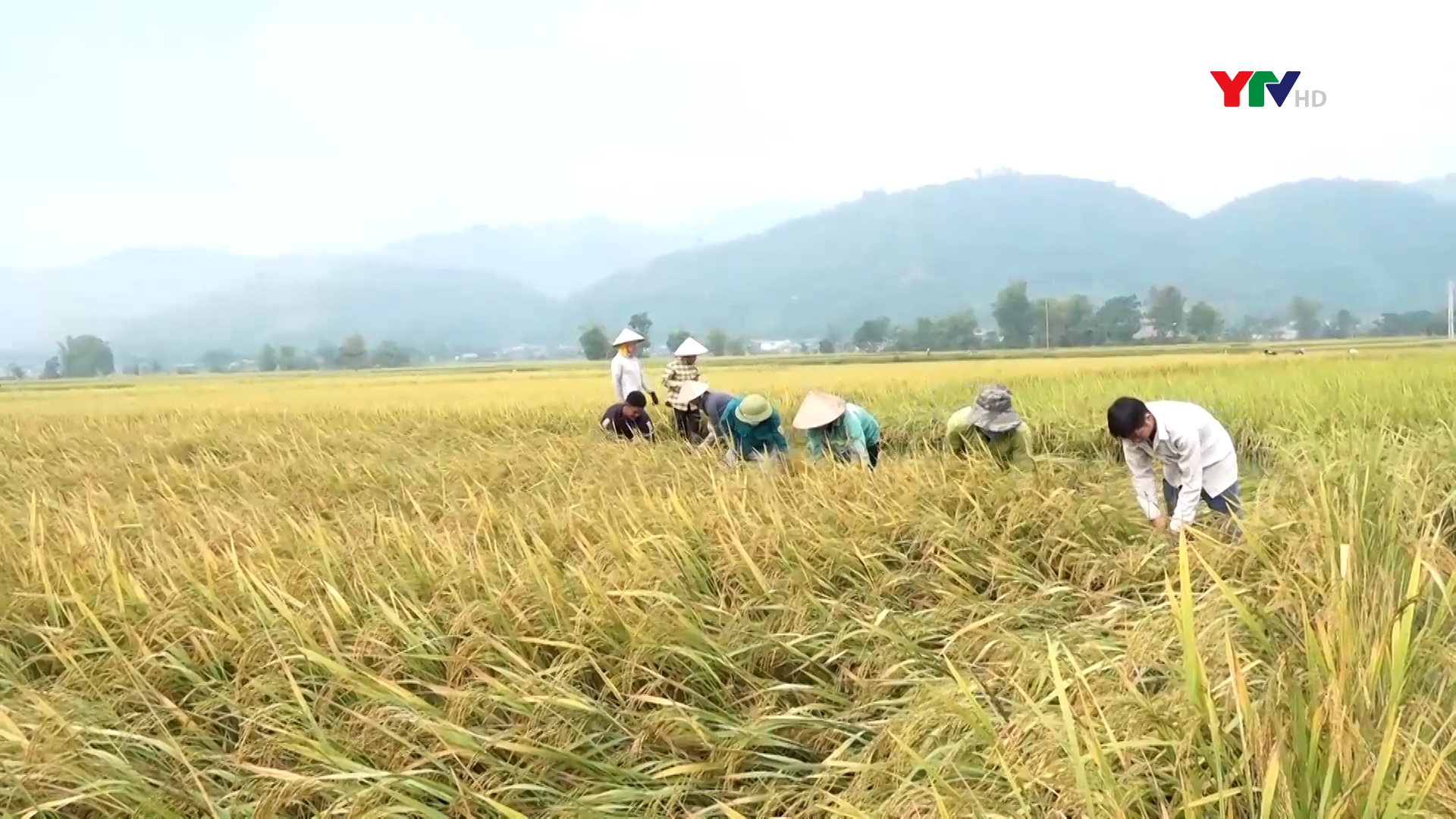 Nông dân thị xã Nghĩa Lộ bắt đầu thu hoạch lúa đông xuân