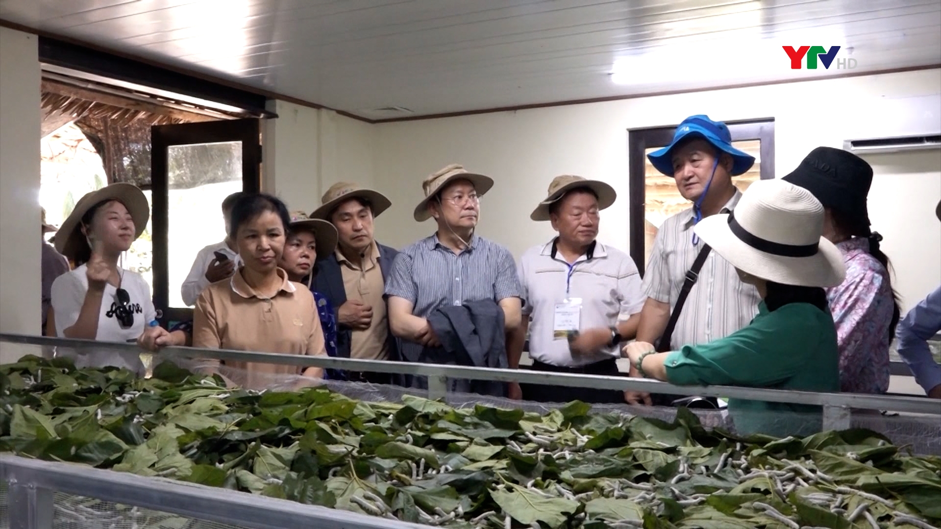 Viện Khoa học Nông nghiệp Việt Nam và Trung tâm Nông nghiệp quốc tế Hàn Quốc thăm mô hình trồng dâu nuôi tằm tại Trấn Yên