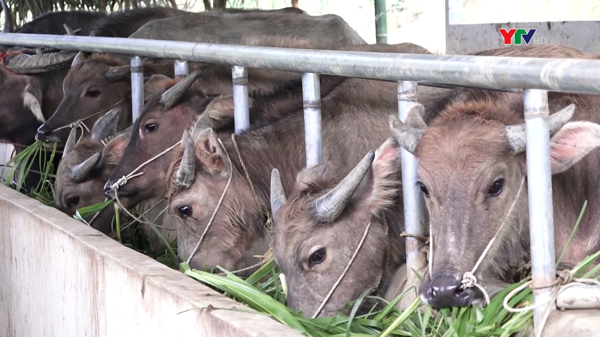 Lục Yên hỗ trợ trên 300 cơ sở chăn nuôi theo Nghị quyết 69 của HĐND tỉnh