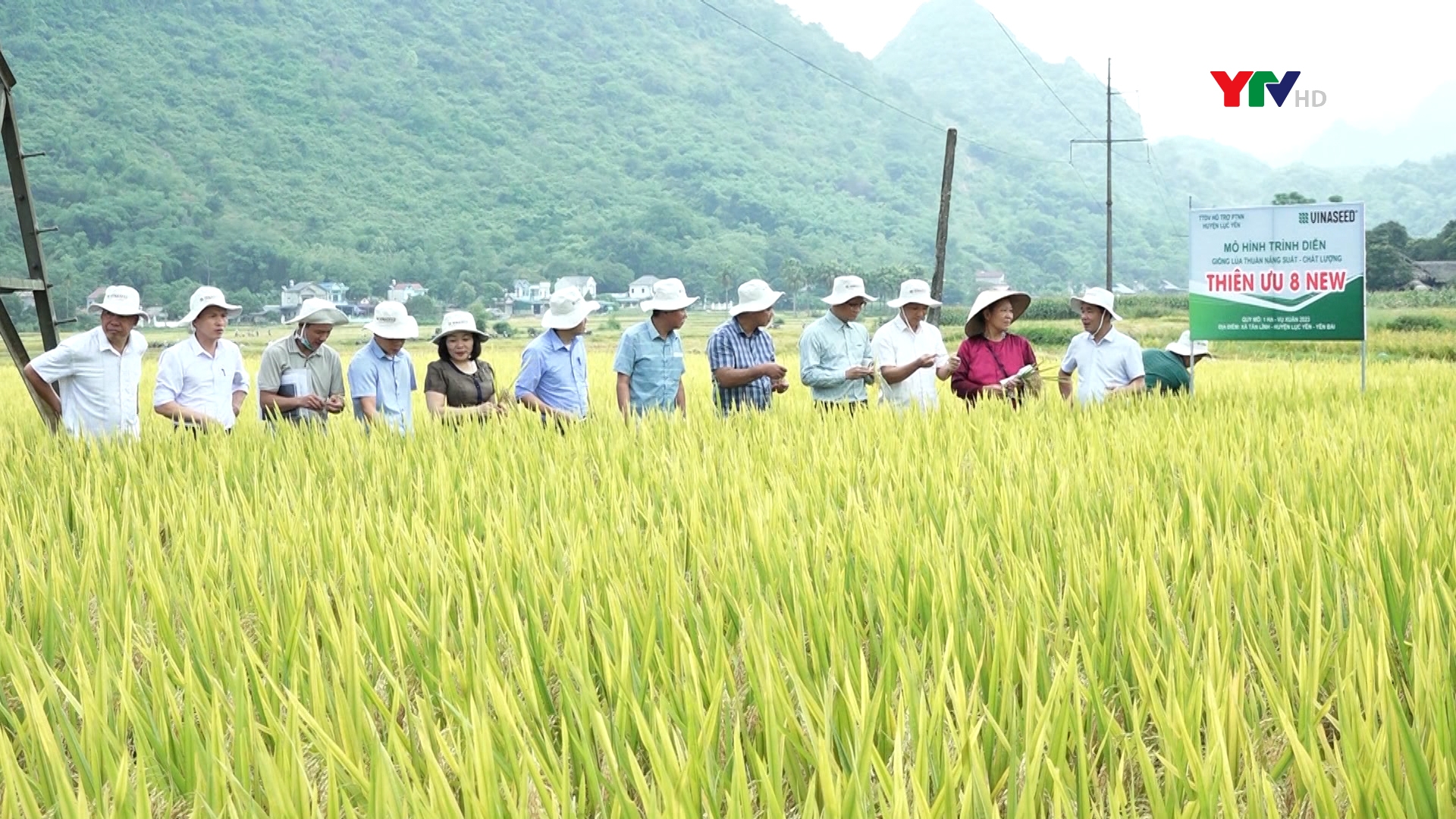 Đánh giá mô hình trình diễn giống lúa Thiên ưu 8 thế hệ mới và Thụy Hương 308 tại huyện Lục Yên