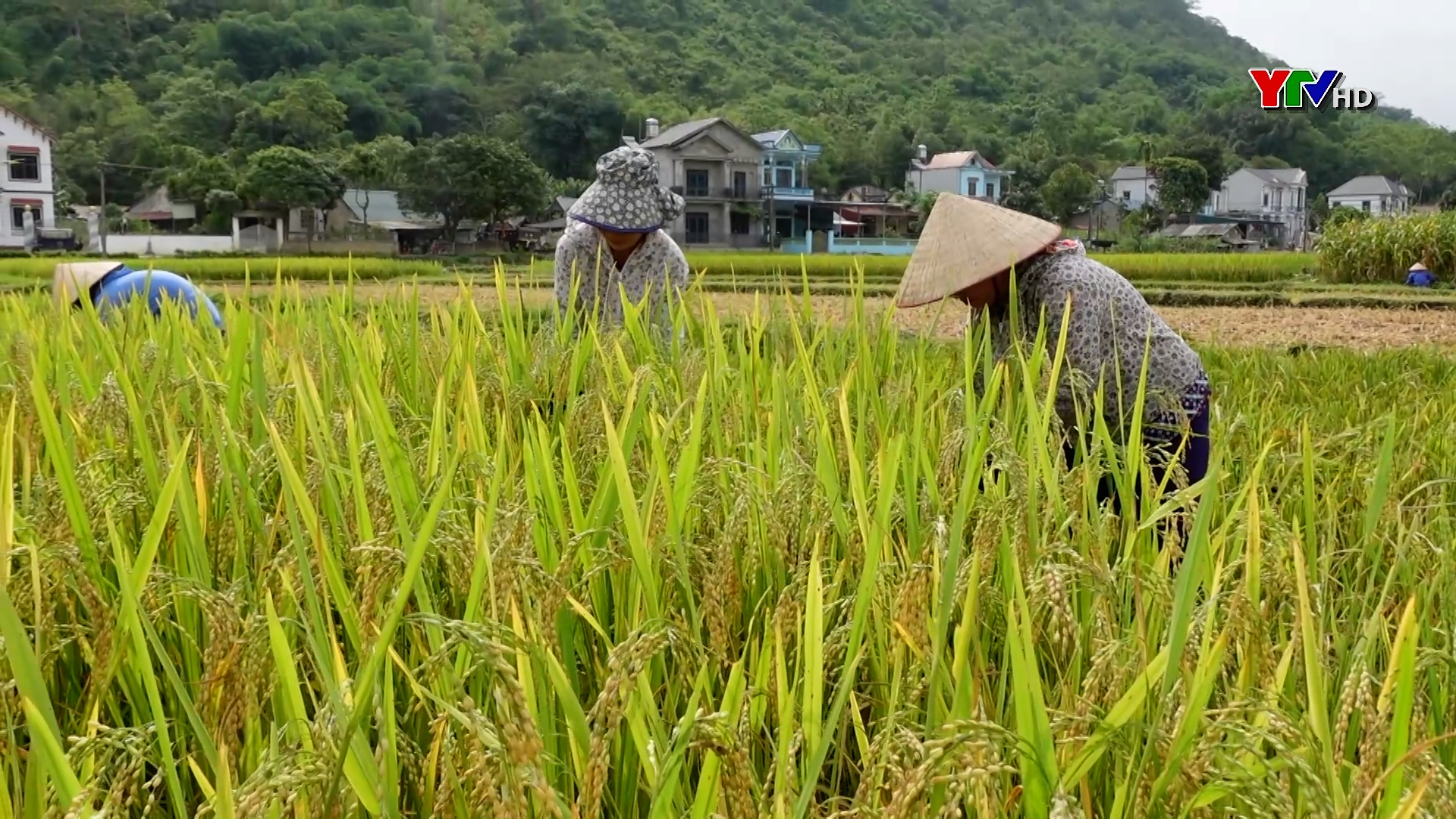 Nông dân Lục Yên tập trung thu hoạch lúa xuân