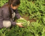 Dưa hấu hướng làm giàu mới cho nông dân huyện Lục Yên